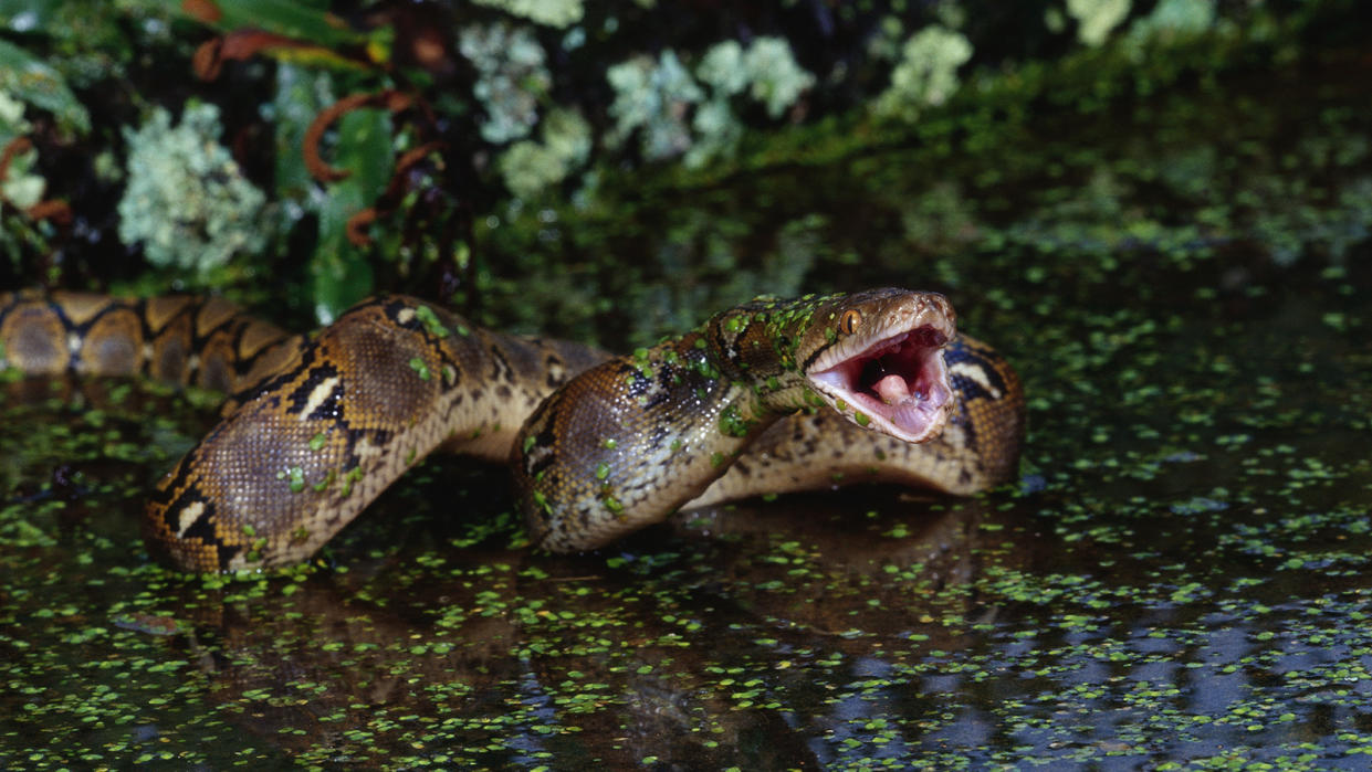 A brown snake slithers across a watery surface speckled with green leaves