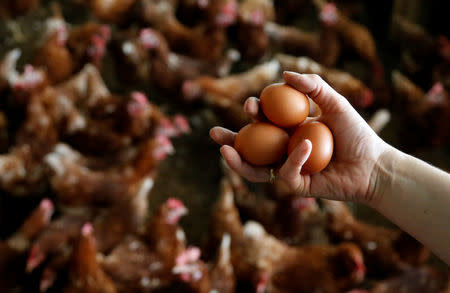 A farmer holds freshly laid eggs at a poultry farm in Lunteren, Netherlands August 7, 2017. REUTERS/Francois Lenoir