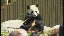 The newest residents of the Toronto Zoo chow down