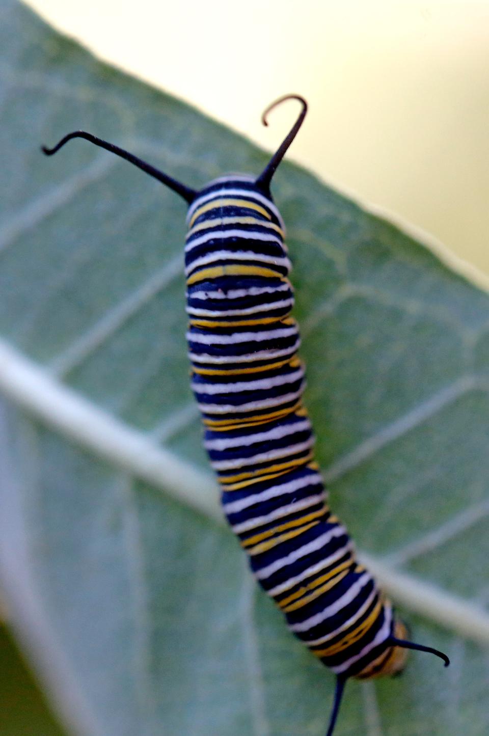A monarch caterpillar is pictured Monday, Oct. 3, 2022, at Oklahoma City Zoo and Botanical Garden in Oklahoma City. The zoo is tagging the butterflies to track their migration.