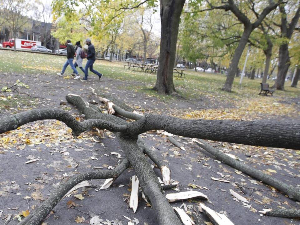 From 2015 to 2021, the mortality rate of city trees in Montréal-Nord was 20 per cent, according to the auditor general's report. (Ivanoh Demers/Radio-Canada - image credit)