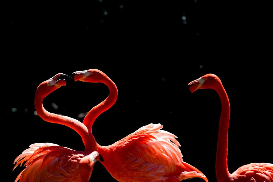 Flamingos are being sighted across the US after Idalia (file photo) (Associated Press)