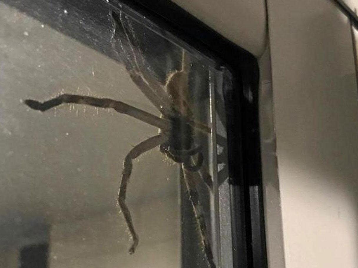 'Aragog' the giant huntsman spider traps a couple in their Queensland home: Facebook