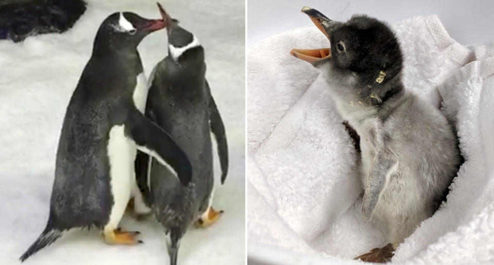 Two male gentoo penguins Sphen and Magic are caring for a penguin chick (right) at Sea Life Sydney Aquarium. Source: Reuters