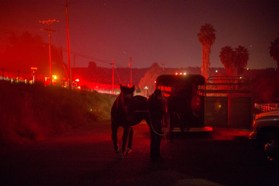 <p>Horses are loaded onto a trailer on December 8 near Bonsall, California.</p>