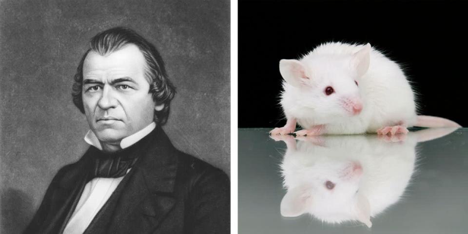 Andrew Johnson Pese a que Johnson no tuvo ninguna mascota formal, al parecer estaba bastante orgulloso de una familia de ratones blancos que vivía en la Casa Blanca. En lugar de perseguirlas y cazarlas se aseguraba de que hubiera comida para ellos por las noches. Juicio político puede ser difícil para un chico.