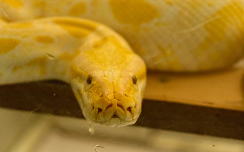 A Burmese python