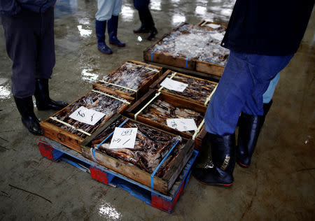 Local squid merchants inspect squid before an auction at Hakodate wholesale market in Hakodate, Hokkaido, Japan, July 20, 2018. REUTERS/Issei Kato/Files