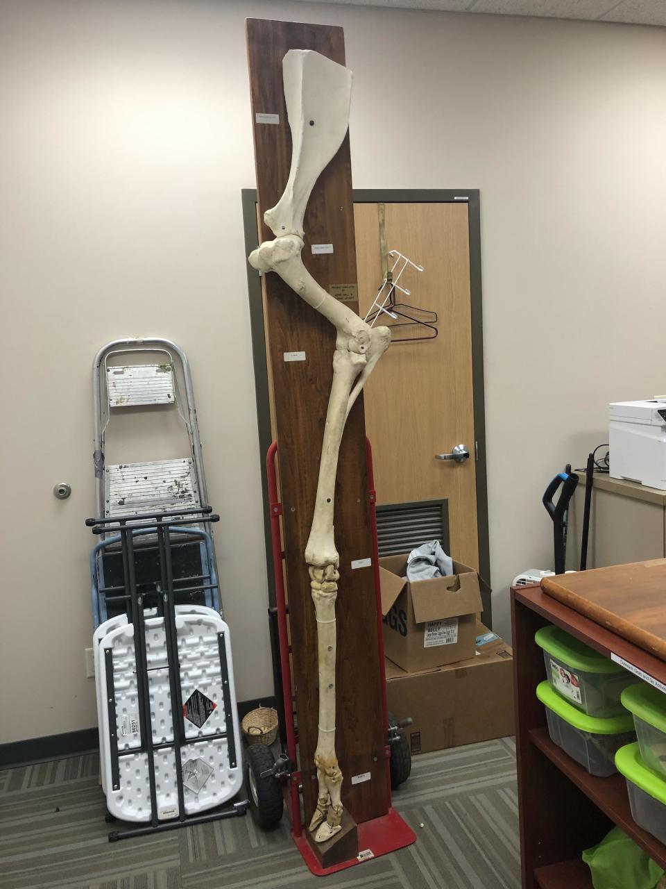 Replica of a giraffe leg