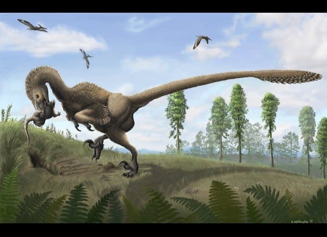 The carnivorous Saurornitholestes finds its prey by digging in burrows.