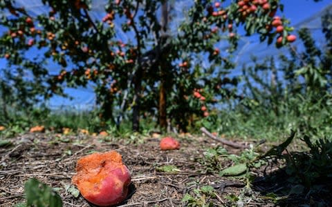 Apricots hit by hailstorm after a storm that caused one death in Haute-Savoie department and heavy damage in Drome department - Credit: PHILIPPE DESMAZES&nbsp;/AFP