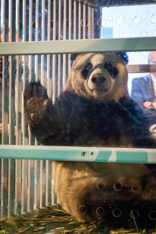 Female panda Wu Wen's name means "Beautiful Powerful Cloud"