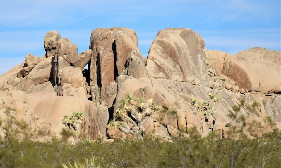 Joshua Tree has a lot to offer across 800,000 acres of desert and wildlife.