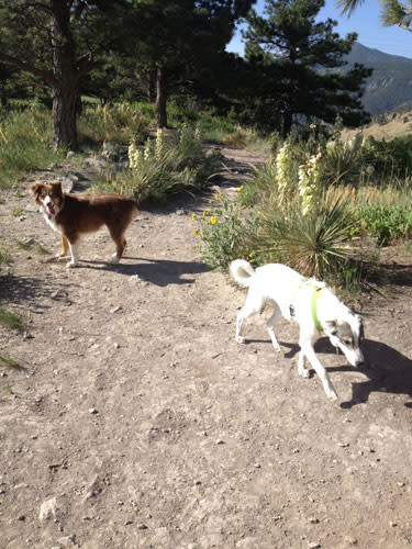 Colorado: Mount Valley Trail