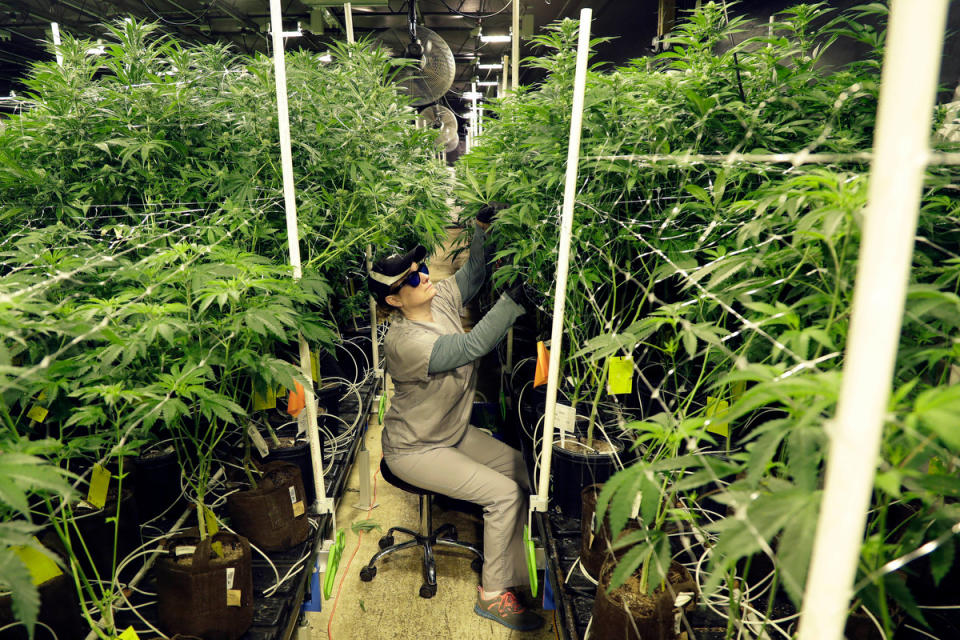 A grow employee at Compassionate Care Foundation's medical marijuana dispensary trims leaves off marijuana plants in the company's grow house in Egg Harbor Township, N.J.