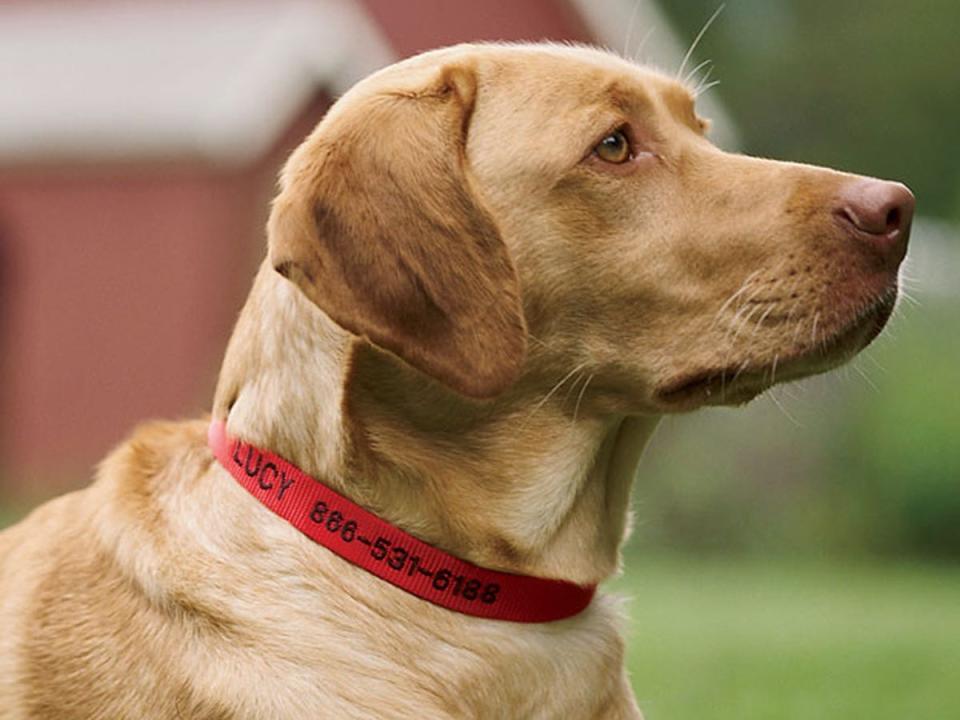 Personalized Side Release Buckle Collar