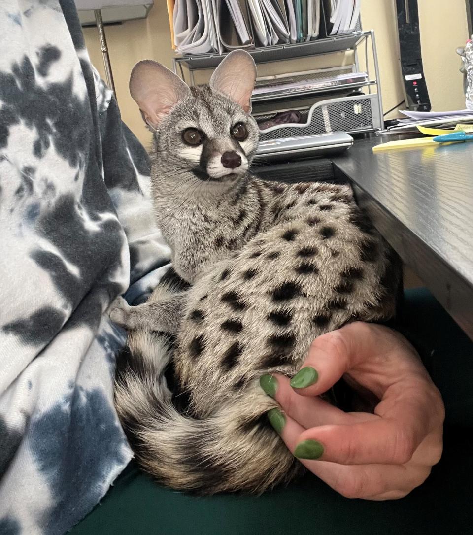 Norman Bates, the African small spotted genet (Collect/PA Real Life)