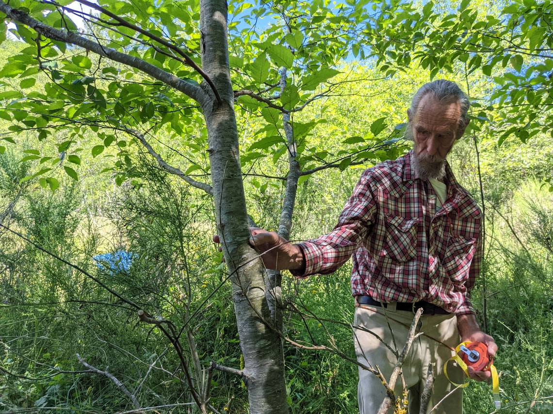 Botanist Robert F. Holland measuring the diameter of the most prominent tree on Plot 47 during a July 2022 research expedition to Mount St. Helens.