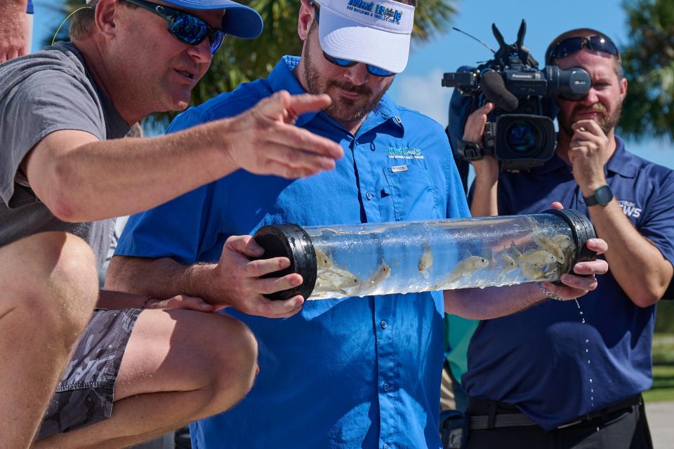 A representative of Mudhole Tackle Company, $20,000 donors to the Release the East campaign by CCA Florida, looks at redfish fingerlings ready for release in Cocoa Beach Nov. 4, 2022.