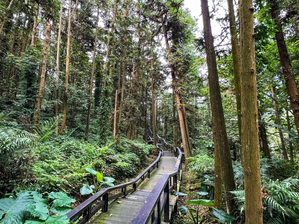 龍美步道是「阿里山茶旅行」安排的景點之一，漫步其間可享受森林芬多精，眺望美景。（圖：嘉義縣文觀局提供）