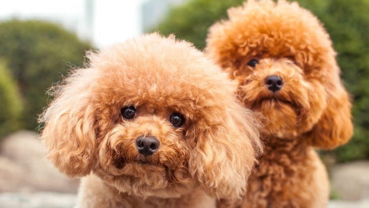 50 Creative Duo Dog Names for Pairs of Pups