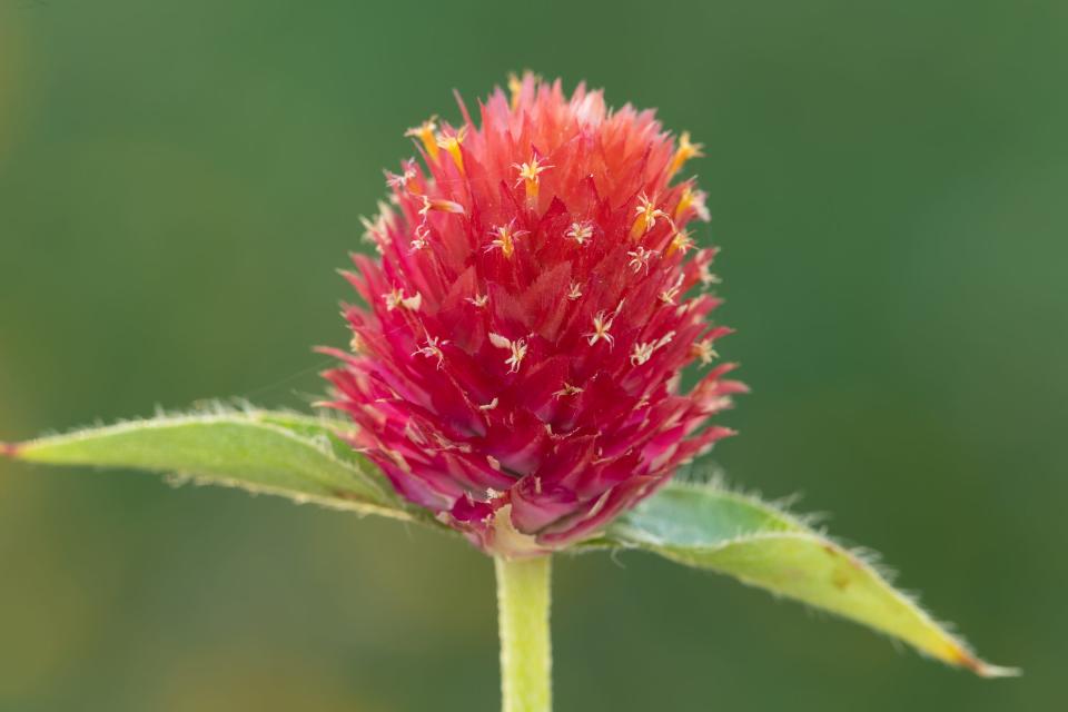 The Rio Grande globe amaranth fascinates Stephanie Del Toro: "It features colorful papery bracts and almost imperceptible tiny flowers. Not only does it thrive in direct sunlight, but it also retains its bright color even when dried."