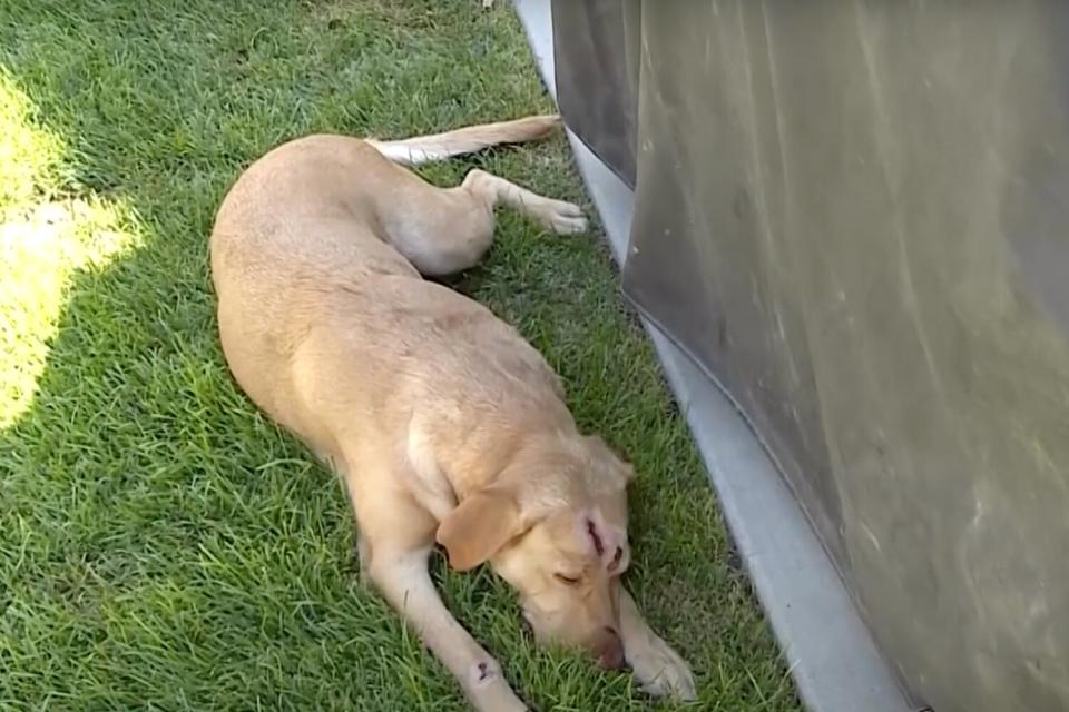 Dog defends family from mountain lion