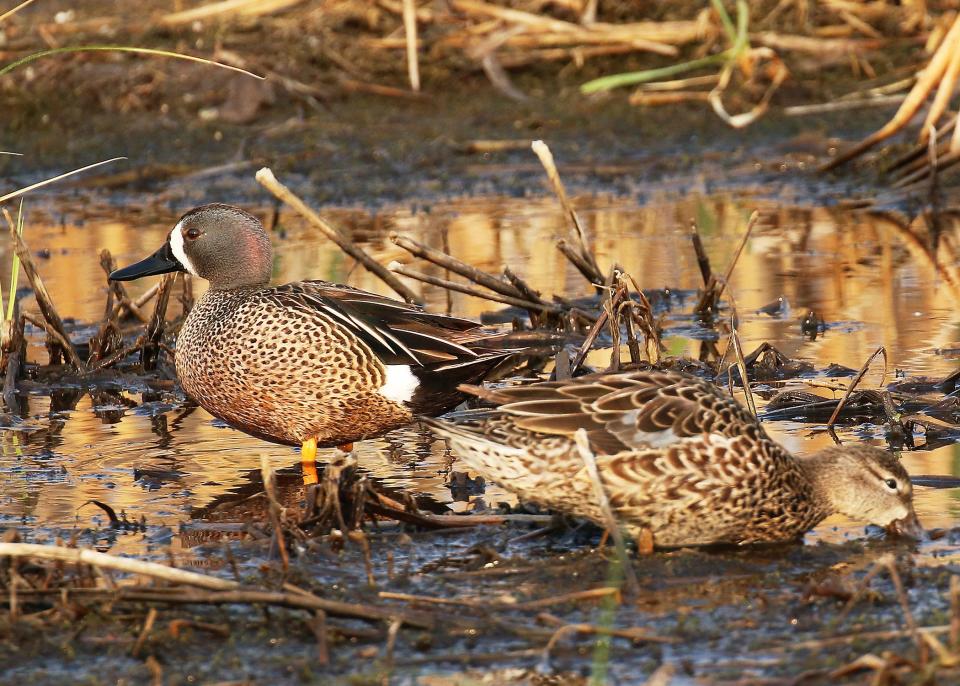 The North Dakota Game and Fish Department’s 75th annual spring breeding duck survey  showed an index of nearly 3.4 million birds, up 16% from last year.