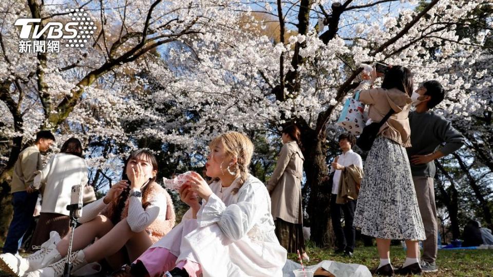 疫情後，日本迎來首個不必戴口罩的櫻花季。（圖／達志影像路透社）