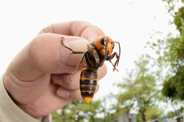 Giant hornets on the way to Britain