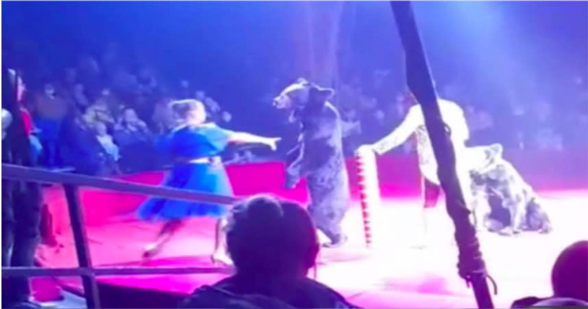俄羅斯奧廖爾市某馬戲團發生一起棕熊攻擊事件。（圖／翻攝自推特）
