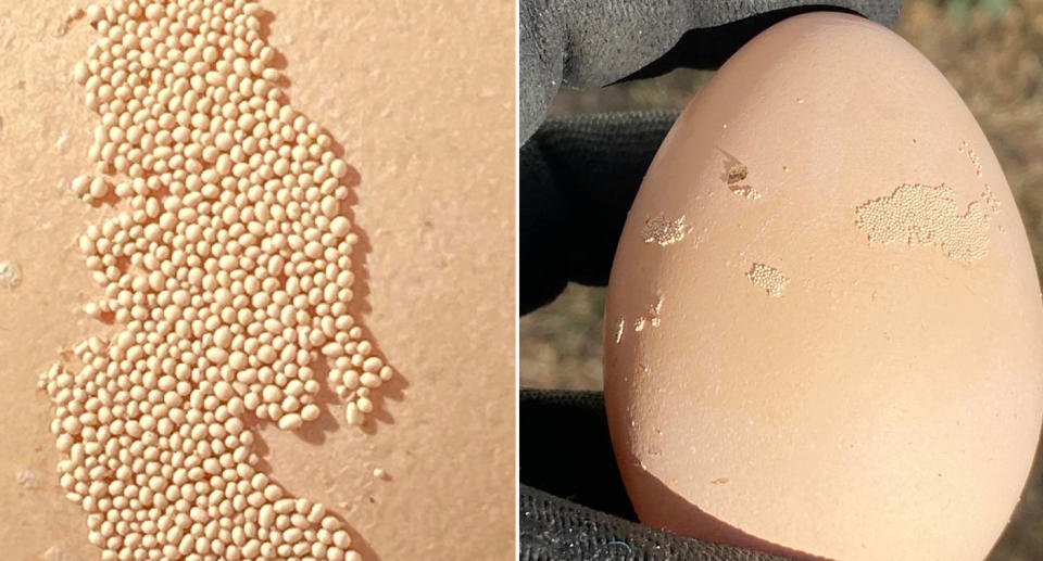 Tiny bumps of extra calcium on eggshell. 