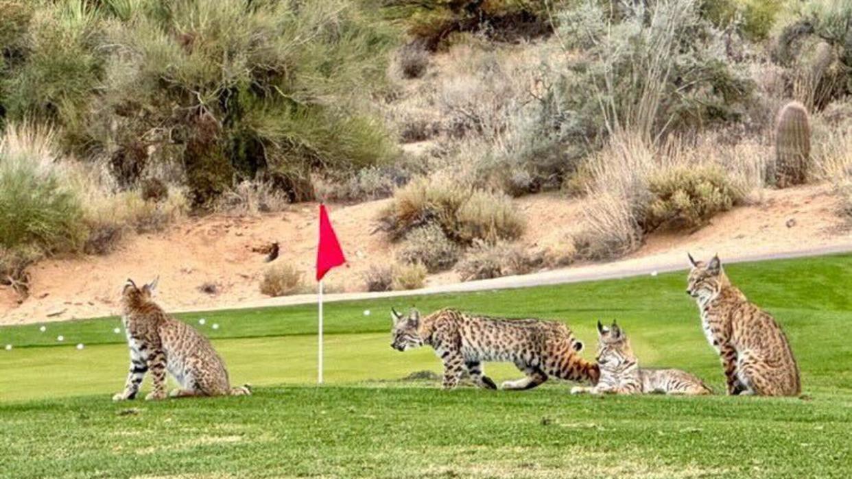 <div>ADORABLE! Carina Schmidt captured a cute photo of a bobcat family out at Legend Trail Golf Club in Scottsdale</div>