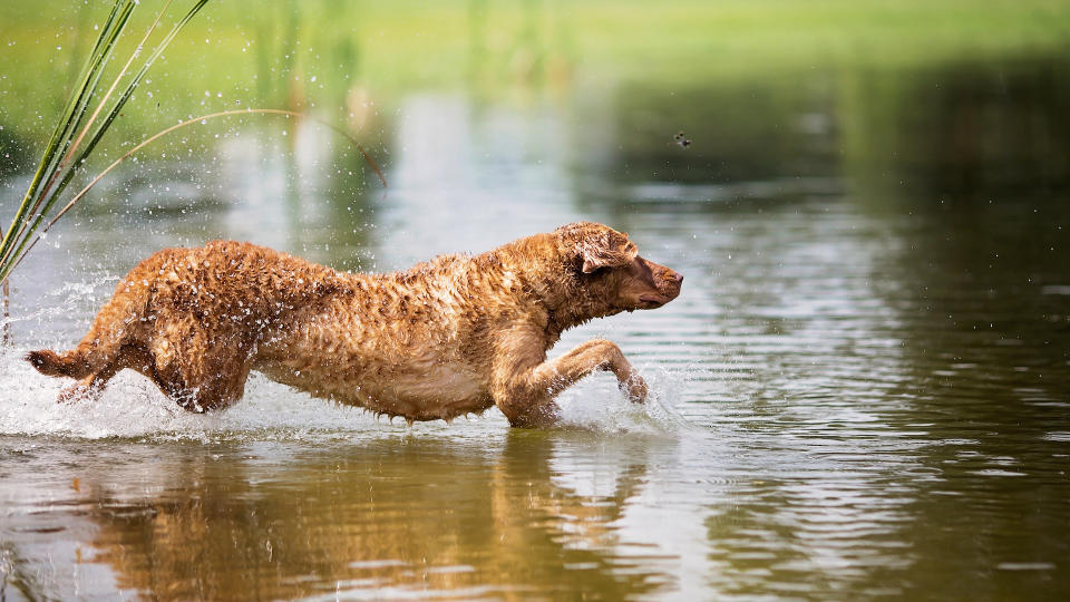 Chesapeake Bay retriever running into water