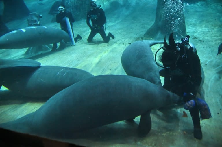 A gentle creature which can grow to up to 4.5 metres (15 feet) in length, manatees' natural habitats are warm coastal waters, mangrove swamps and estuaries where they graze on plants