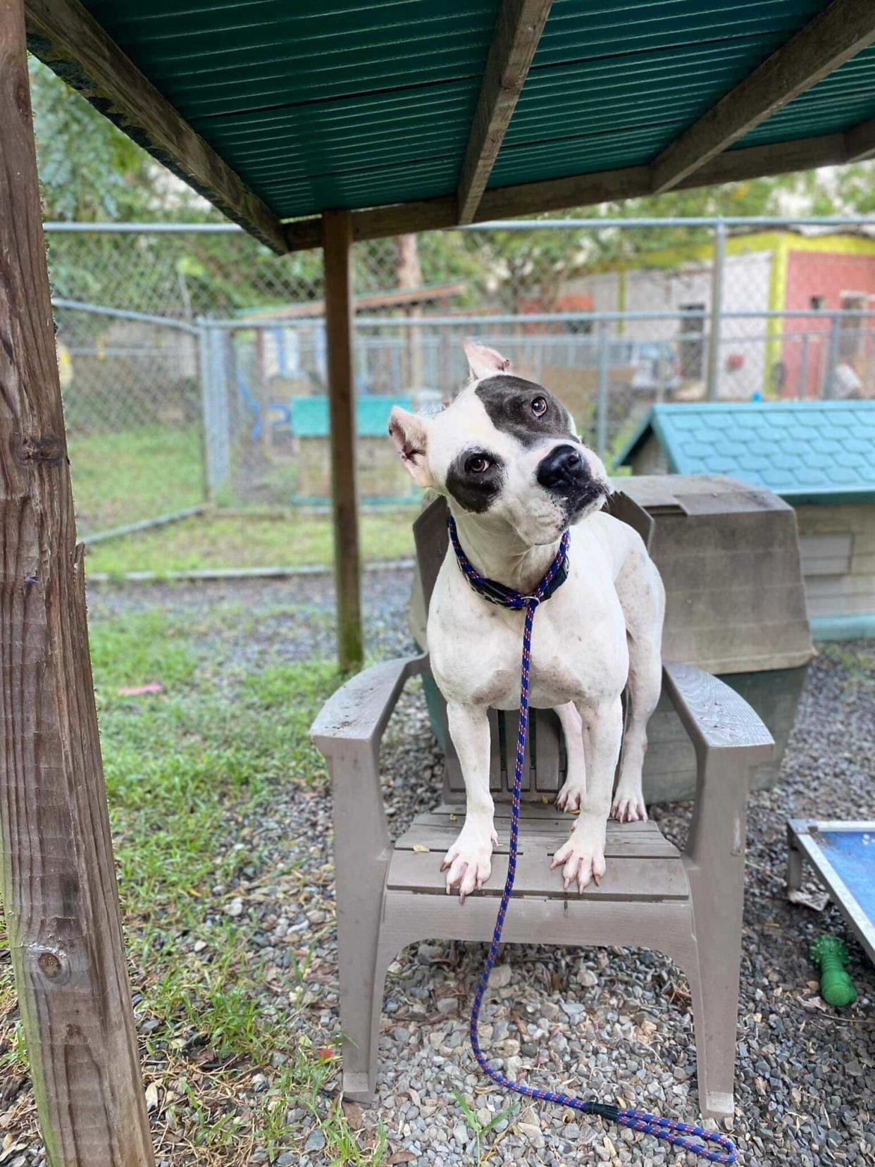 Sansón, a pit bull-mastiff mix at at an animal sanctuary in Puerto Rico, is scared of thunder and not good with other animals. He couldn't be moved to the second floor of the shelter to escape the hurricane's floodwaters. (Courtesy Santuario de Animales San Francisco de Asís)