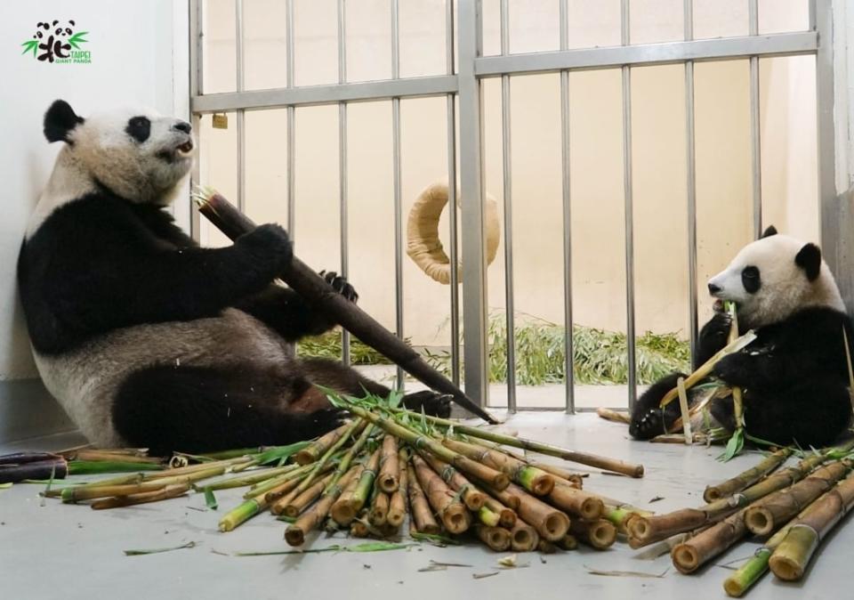 動物園封園大貓熊「筍照吃、覺照睡」！團團見保育員戴面罩看傻眼