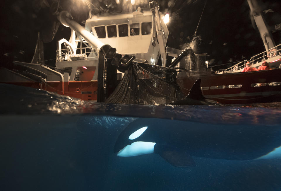 An orca targets the nets of a Norwegian fishing vessel looking for an easy meal. Entanglement in fishing gear — nets and lines — is thought to be the single biggest threat to whales and dolphins around the world. (Photo: Audun Rikardsen/BBC)