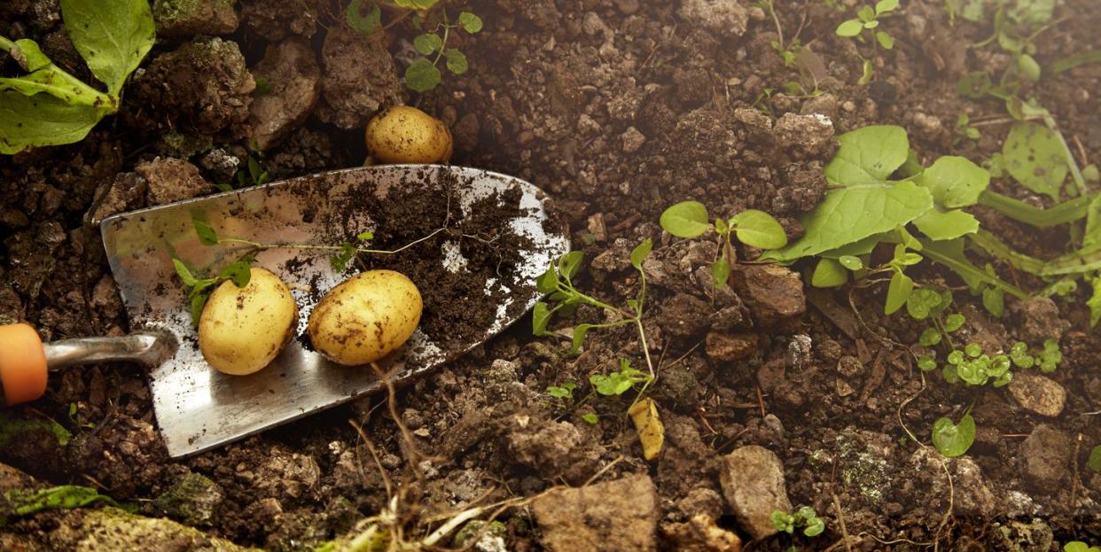 how to grow potatoes