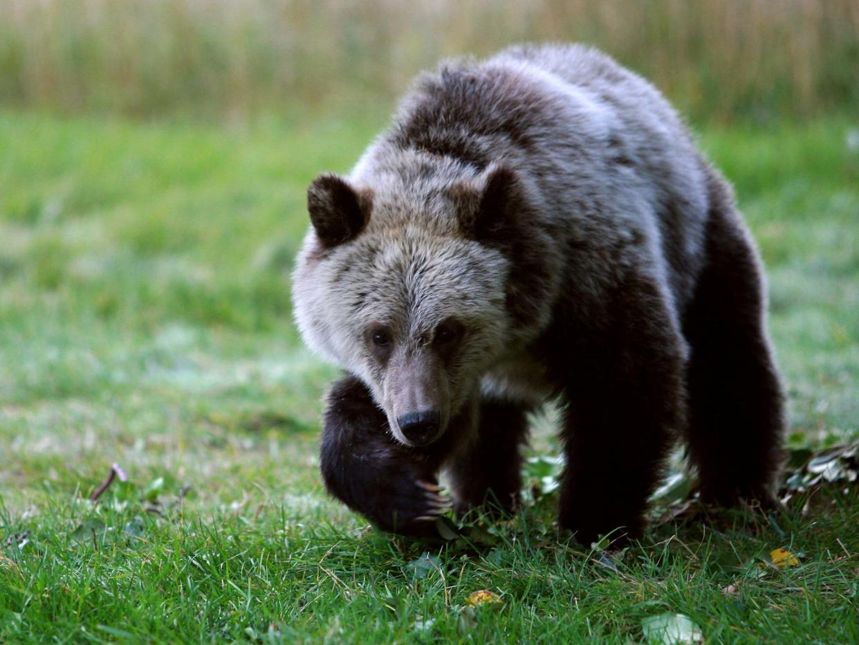 Police in Oregon have said bear attacks are rare after a weekend encounter with a man and dog: AP