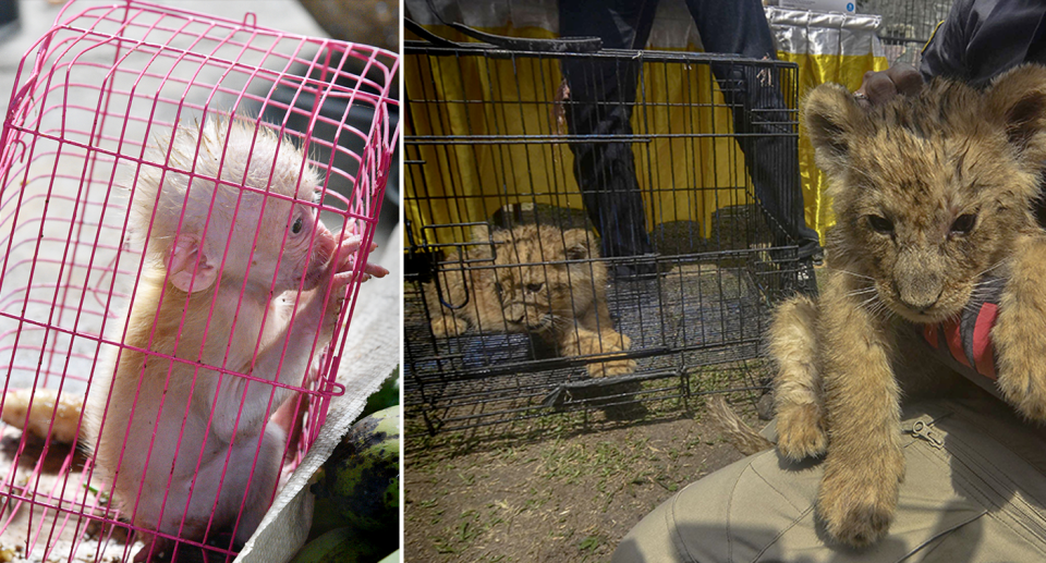 Left - a tiny monkey in a pink cage. Right - Rescued lion cubs.