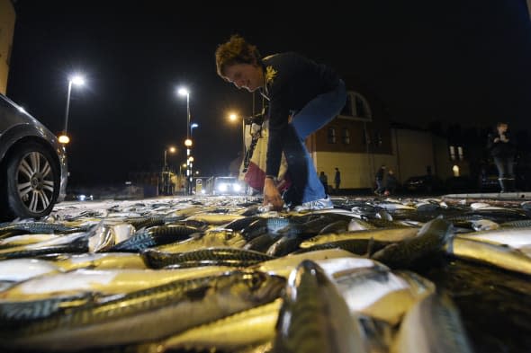 Massive Fish Spilling On Ravenhill Road In Belfast