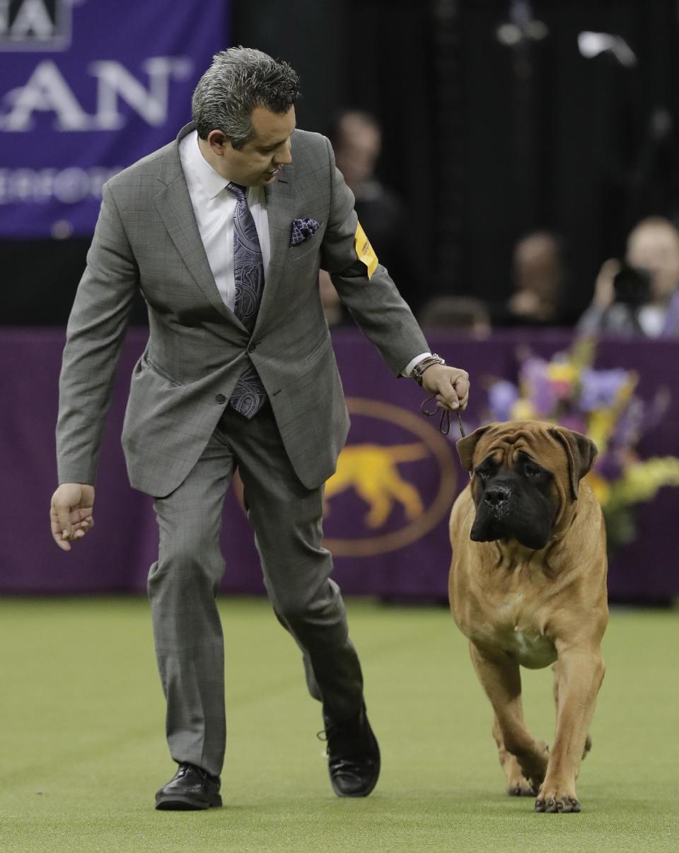 A handler guides a mastiff around the ring during the working group competition at the 141st Westminster Kennel Club Dog Show, Tuesday, Feb. 14, 2017, in New York. (AP Photo/Julie Jacobson)