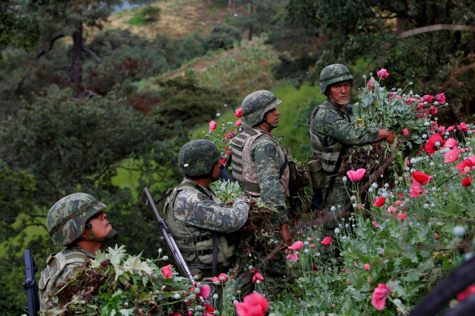 Soldiers cut opium poppies