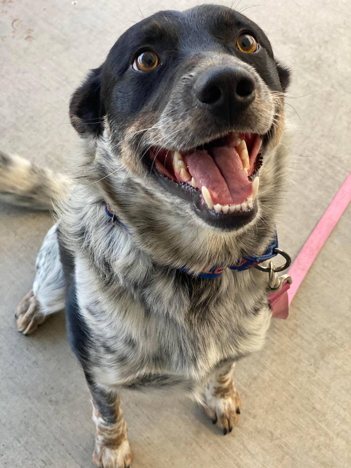 Bear is a 3-year-old, medium-sized male cattle dog-Australian shepherd mix who is great with other dogs and affectionate with people. He is very intelligent, as well—he sits on command, walks easy on leash, and loves to play fetch. Bear’s Animal Compassion Team adoption fee of $200 includes neuter, microchip, vaccinations and parasite prevention. Call 559-299-6364 or visit animalcompassionteam.org for more information.