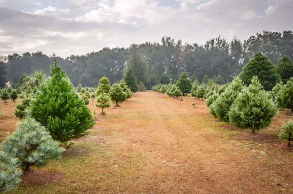 Trees on a farm owned by the couple who runs A & A Christmas Trees in Okatie, South Carolina.