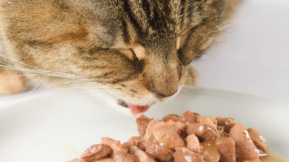 Close up of cat eating wet food