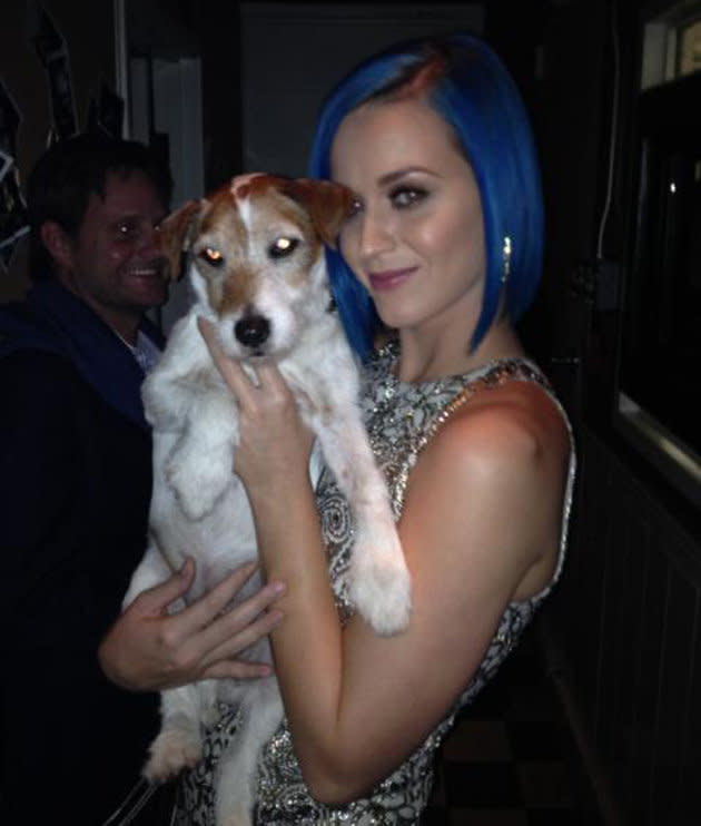 Celebrity photos: Uggie the dog had a showbiz night out at the Oscars. Not only did he make it on stage at the awards ceremony, but he also had a cuddle from Katy Perry at the after-party.