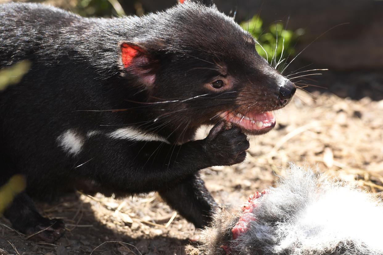 <p>For the first time in 3,000 years, Tasmanian devils were born on the Australian mainland</p> (AFP via Getty Images)