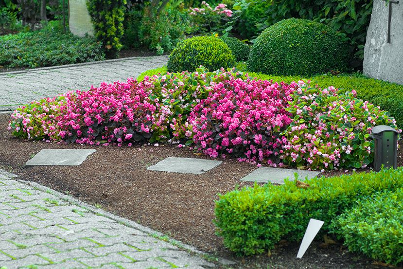 begonia bordering a walkway